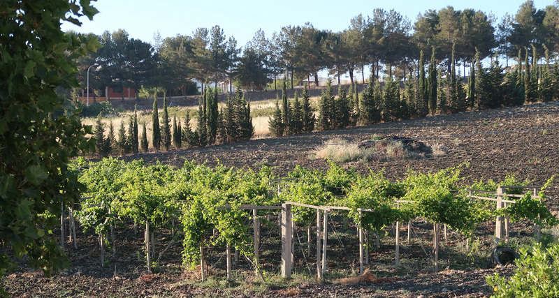 Vines and pines