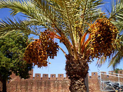 Date palm.