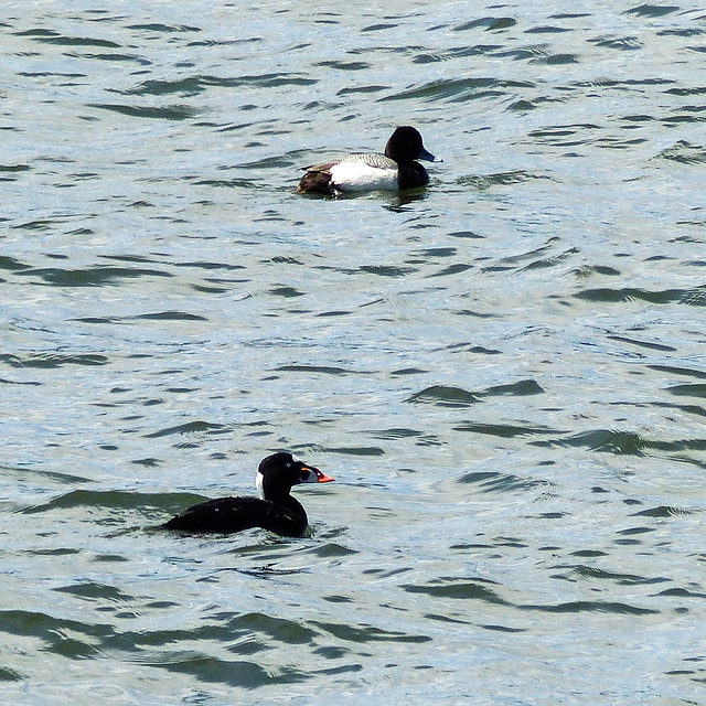 Day 6, Surf Scoter (bottom), Lesser Scaup (top) Tadoussac