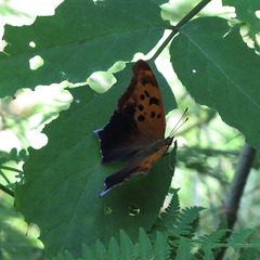 Question mark butterfly