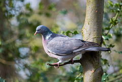 Wood pidgeon2