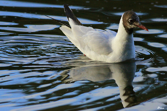 Mouette rieuse