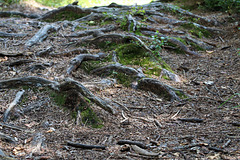 Waldboden