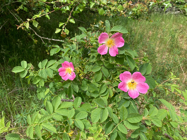 Wild Rose