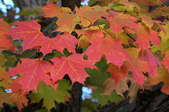 Fiery maples