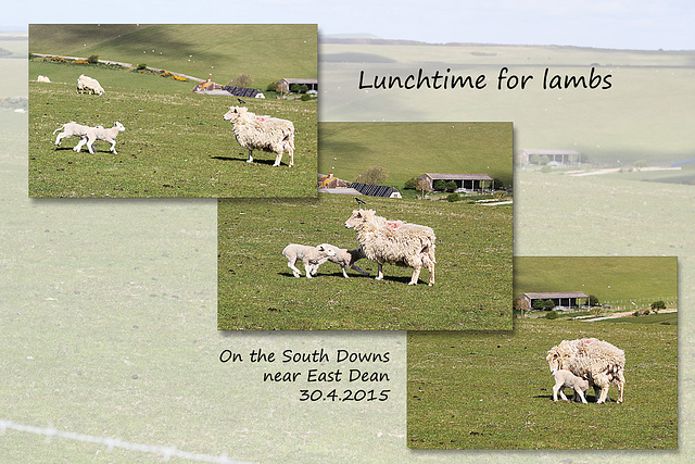 Lunchtime for lambs - East Dean - Sussex - 30.4.2015