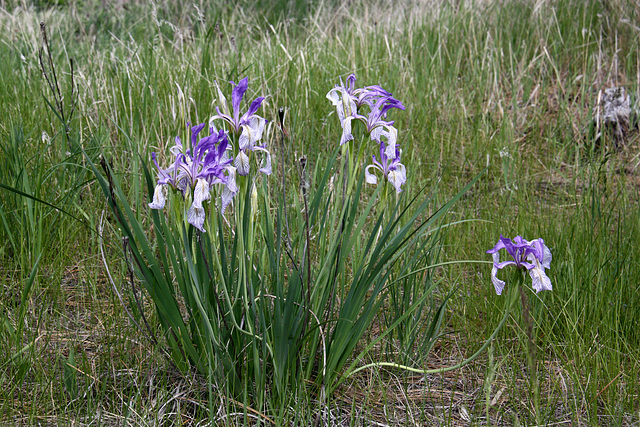 Missouri Iris