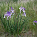 Missouri Iris