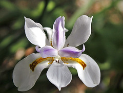 Dietes ( Moraea)grandiflora (2)