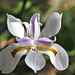 Dietes ( Moraea)grandiflora (2)