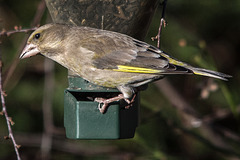 20150214 6906VRTw [D~RI]Grünfink (Carduelis chloris) [w], Rinteln