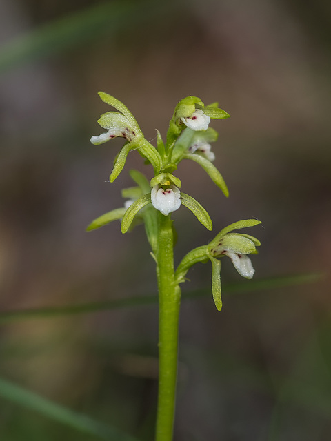 Corallorhiza trifida (Early Coralroot orchid)