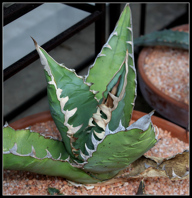 Agave titanota