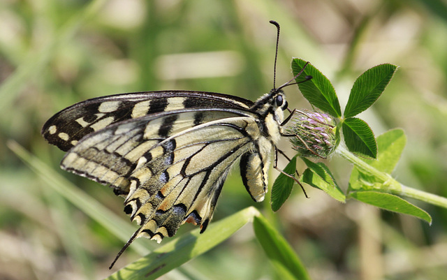 Machaon de charente