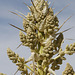 Mojave Yucca