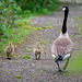 Goose and goslings