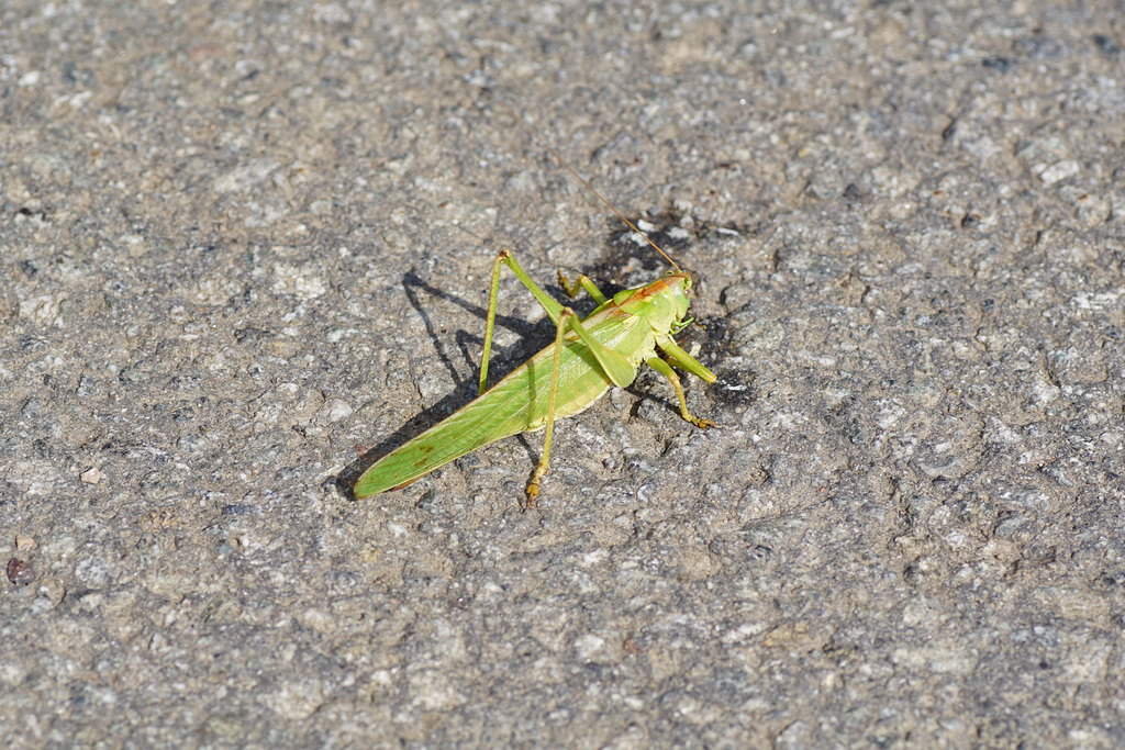 Gemeine Sichelschrecke (Phaneroptera falcata) beim Verzehren einer Frucht