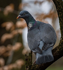 Wood pigeon