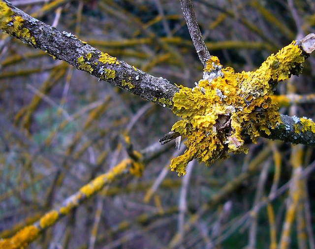 colorful winter