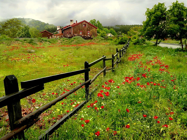 AMAPOLAS AL PRADO