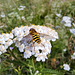 Große Schwebefliege (Syrphus ribesii) auf Gemeiner Schafgarbe (Achillea millefolium)