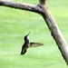 Female hummingbird hunting for insects.