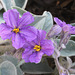 Solanum ellipticum, PJL 2872