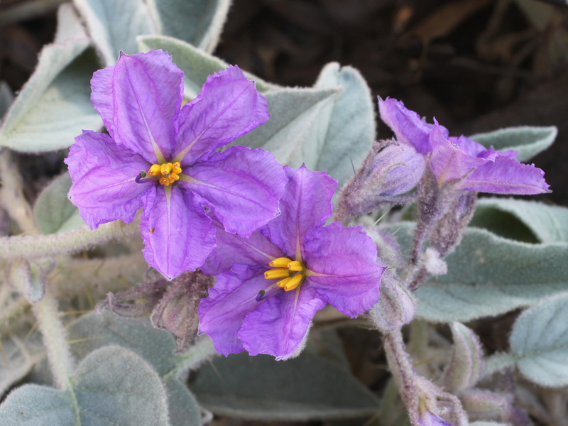 Solanum ellipticum, PJL 2872