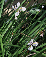 Dietes ( Moraea)grandiflora