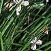 Dietes ( Moraea)grandiflora