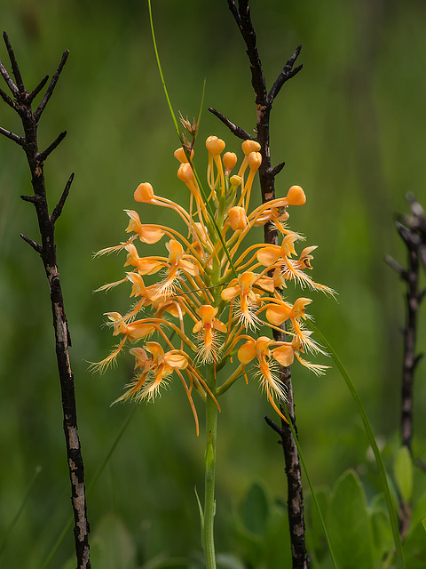 Platanthera ciliaris (Yellow fringed orchid)