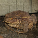 Our new neighbour - Ms. Toad