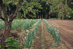 Field of green onion