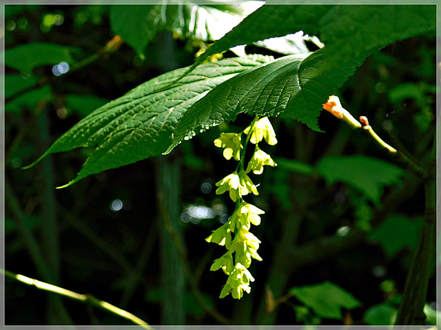 Au jardin des Saules à Saint André des Eaux (22)