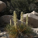 Mojave Yucca