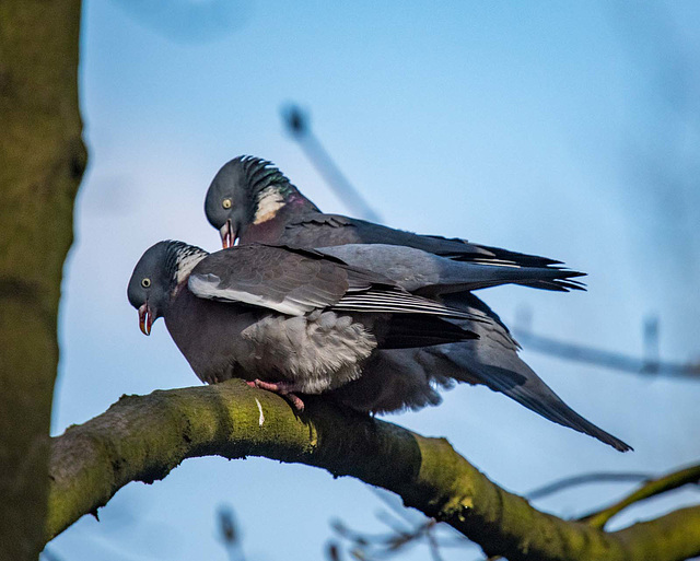 Wood pigeons at Eastham Woods