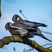 Wood pigeons at Eastham Woods