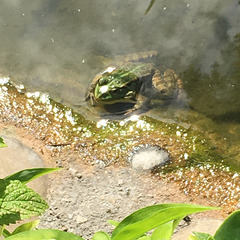 Dans le Jardin Zen