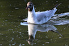 Mouette rieuse