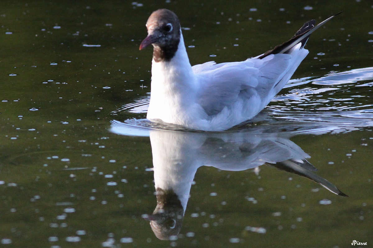 Mouette rieuse