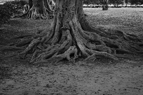 Piazza Marina - Giardino Garibaldi - Palermo / DSC00235 Br