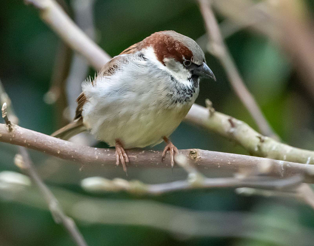 Sparrow