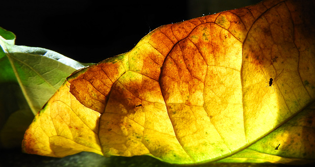 Macro Mondays (MM)