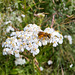 Biene (Apidae) auf Gemeiner Schafgarbe (Achillea millefolium)