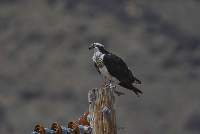 Osprey