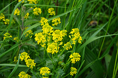 Frühlings-Barbarakraut