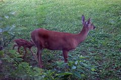 Mother And Child Reunion