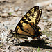 Tiger swallowtail butterfly