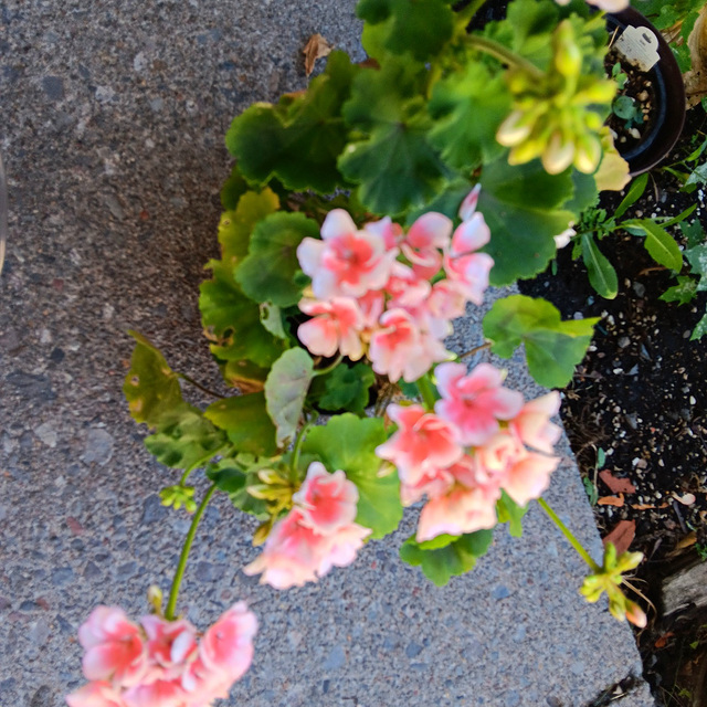 The last of my geraniumgeraniums (1)