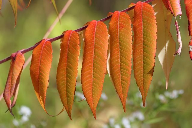 Autumnal shades